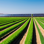 Desalination and Agriculture**

"A futuristic, sustainable farm in Almeria, Spain. Lush green crops are growing in neat rows, irrigated by a modern desalination plant in the background. The plant is powered by solar panels. Focus on showing the contrast between the arid landscape and the thriving agriculture. Professional photography, bright sunny day, safe for work, appropriate content, fully clothed workers tending to crops, perfect anatomy, natural proportions, family-friendly, professional."

**
